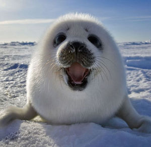 海豹節 海豹節