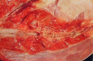 紅色豬圓線蟲病 紅色豬圓線蟲病