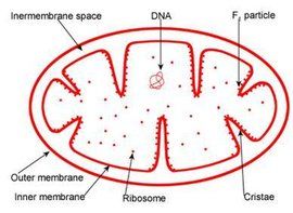 單胺氧化酶 單胺氧化酶