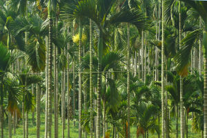 Areca catechu
