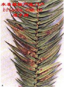 杉木葉枯病 杉木葉枯病