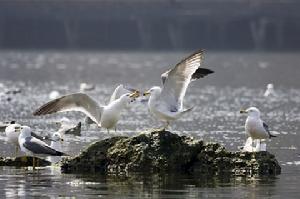 大連老虎灘海洋公園