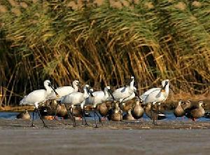 雙台河口國家級自然保護區