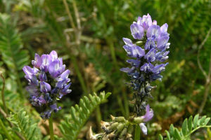 長柄棘豆 長柄棘豆