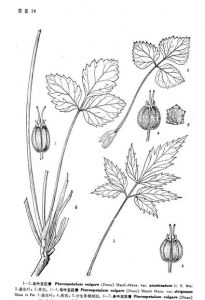 毛葉五匹青 毛葉五匹青