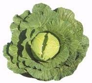 甘藍黑莖病 甘藍黑莖病