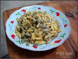 清蒸蜂蛹 清蒸蜂蛹