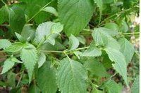 光叉序草 光叉序草