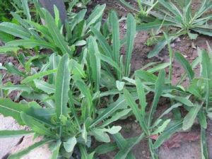 敗醬草科 敗醬草科