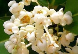 瓊崖海棠 瓊崖海棠