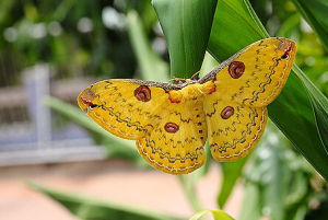 黃豹大蠶蛾 黃豹大蠶蛾