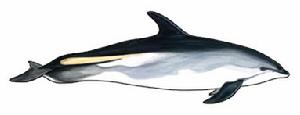 大西洋斑紋海豚