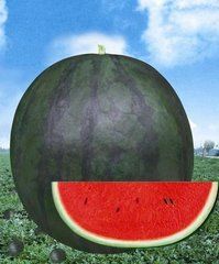 農富大果黑麗人 農富大果黑麗人