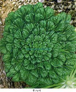 中八葉烏塌菜 中八葉烏塌菜