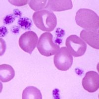 質量標準 質量標準