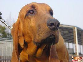 英國尋血獵犬 英國尋血獵犬