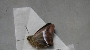 緯帶趾弄蝶 緯帶趾弄蝶