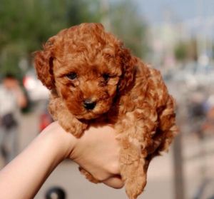 茶杯貴賓犬 茶杯貴賓犬