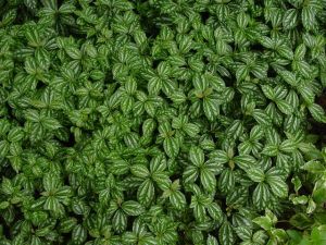 中南冷水花 中南冷水花