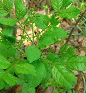 野花椒根 野花椒根