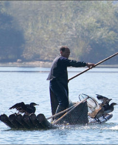 鸕鶿捕魚 鸕鶿捕魚