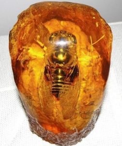 琥珀化石 琥珀化石