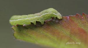 槐樹天杜蛾 槐樹天杜蛾