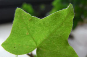 假絲葉紫堇 假絲葉紫堇