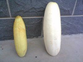 大白黃瓜 大白黃瓜