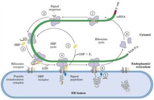 雙信號假說 雙信號假說