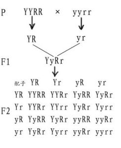親本性狀 親本性狀