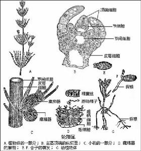 （圖）中元古代
