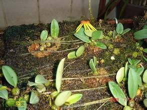 曲萼懸鉤 曲萼懸鉤