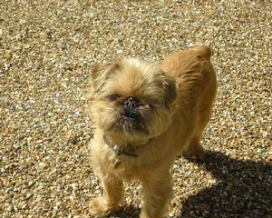 BRUSSELS GRIFFON