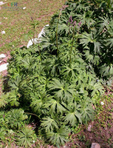 長毛橐吾 長毛橐吾