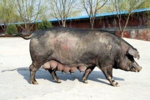 遼寧黑豬 遼寧黑豬