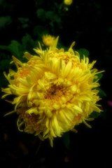 黃花亞菊 黃花亞菊