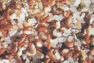 谷斑皮囊 谷斑皮囊