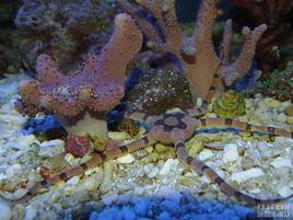 蛇尾海星 蛇尾海星