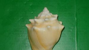 金拳鳳凰螺 金拳鳳凰螺