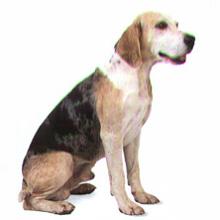 鄧克爾犬 鄧克爾犬