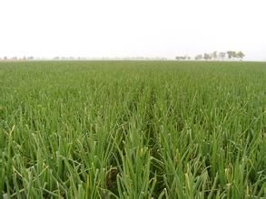 隆堯大蔥 隆堯大蔥