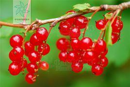 東北茶藨 東北茶藨