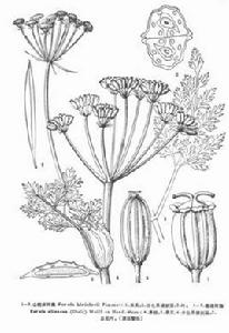 山蛇床阿魏 山蛇床阿魏