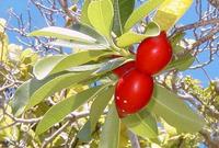 玫瑰樹屬 代表植物:Ochrosia elliptica