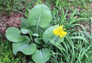 無纓橐吾 無纓橐吾