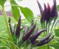 新店七星椒 新店七星椒