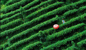 李世權攝影作品