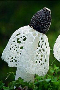 浙江竹蓀 浙江竹蓀