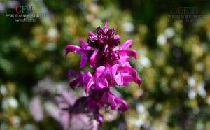 拉氏馬先蒿 拉氏馬先蒿